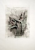Strelitzia, from Temple of Flora by Jim Dine at Annandale Galleries