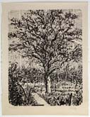 Stone Tree I by William Kentridge at Annandale Galleries